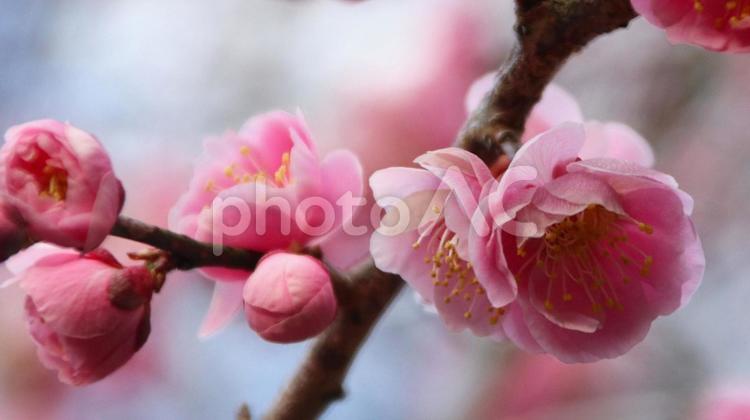 春の訪れ　梅の花 梅の花,花,春の写真素材