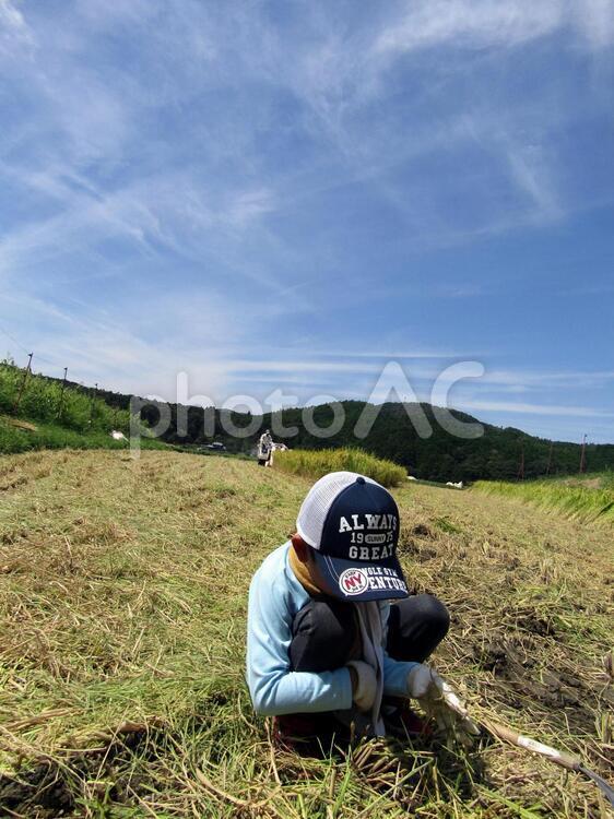 稲刈りと子供 子ども,家族,田園風景の写真素材