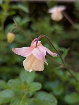 オダマキの花 7 オダマキの花 7の写真
