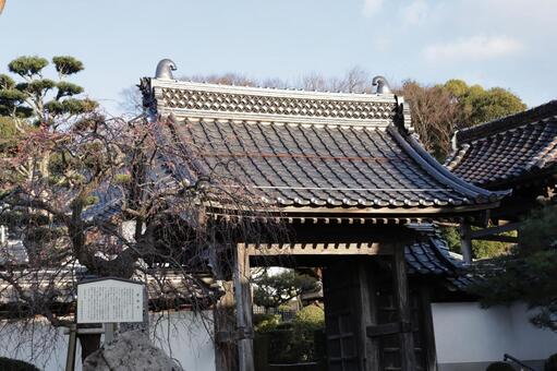 梅が開花した鳥取市廣徳寺門前 梅,梅の花,開花の写真素材