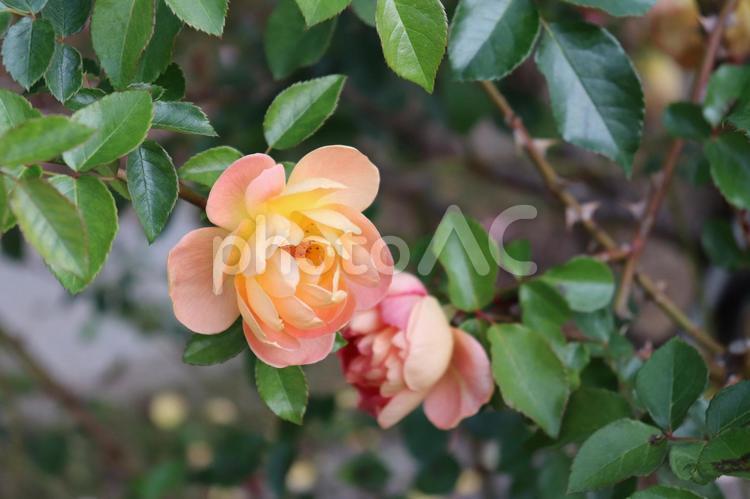 イギリス生まれのオレンジ色の薔薇、パット・オースチン 薔薇,花,植物の写真素材