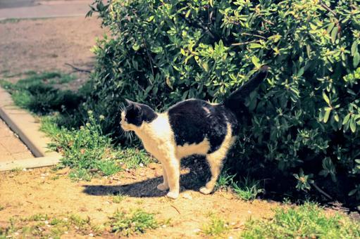 猫 猫 ねこ,ネコ,動物の写真素材