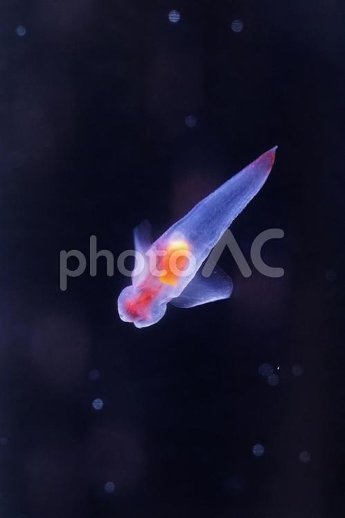 世界自然遺産　知床の妖精 クリオネ,知床の妖精,妖精の写真素材