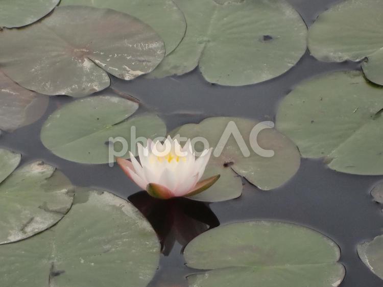 白い睡蓮の花 スイレン,花,植物の写真素材