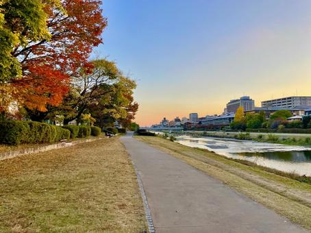 秋の京都鴨川河川敷の夕景 鴨川,京都,古都の写真素材