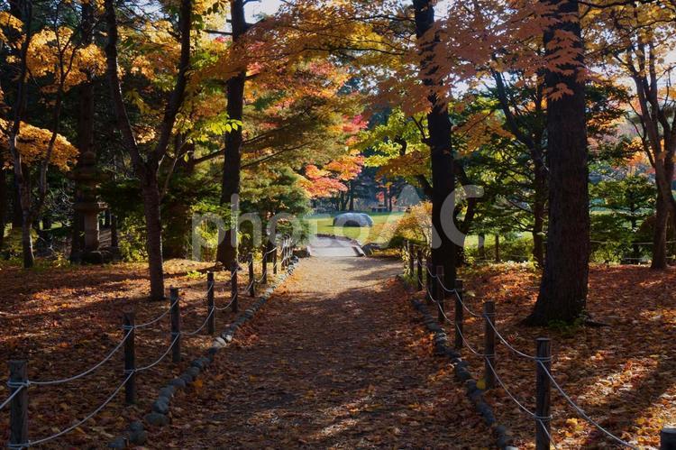 日本庭園の散策路 秋,紅葉,日本庭園の写真素材