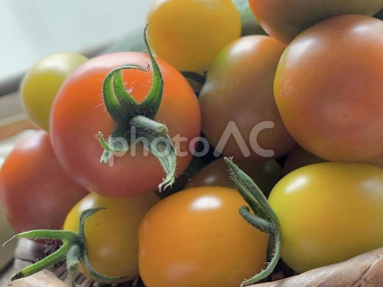 ミニトマトの収穫 ミニトマト,トマト,夏野菜の写真素材