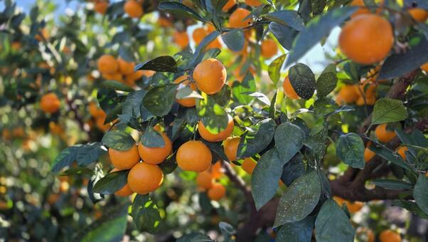 和歌山県のみかん畑 美しい,カラフル,自然の写真素材