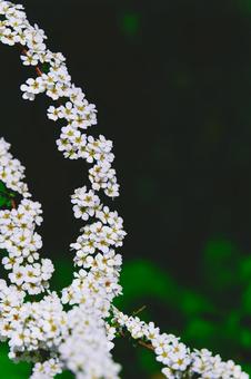 ユキヤナギの白い小花 ユキヤナギの白い小花 ユキヤナギ,雪柳,白い花の写真素材