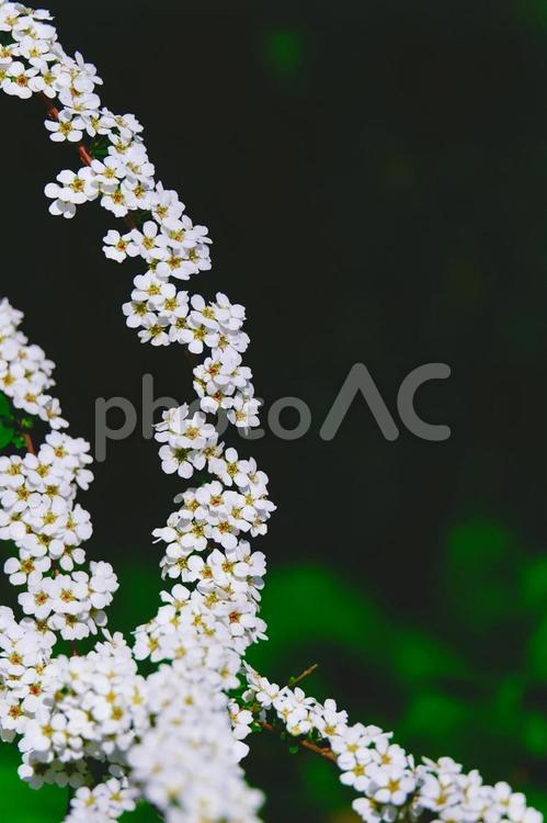ユキヤナギの白い小花 ユキヤナギ,雪柳,白い花の写真素材