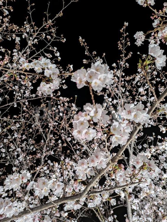 ライトアップされた夜桜 夜桜,桜,ライトアップの写真素材