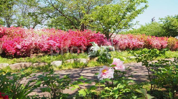 春のなぎさ公園・ツツジ＆ボタン・江戸川区 春,ツツジ,ボタンの写真素材