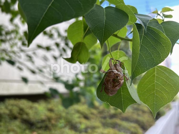 蝉の抜け殻　夏 蝉の抜け殻,猛暑,葉っぱの写真素材