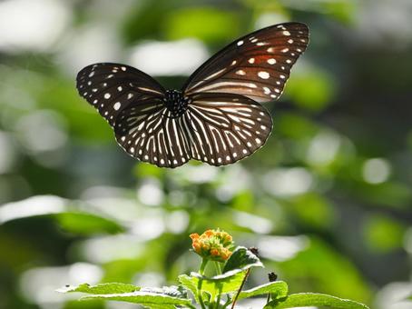 Photo, ideopsis অনুরূপ, প্রজাপতি, মাছি, 