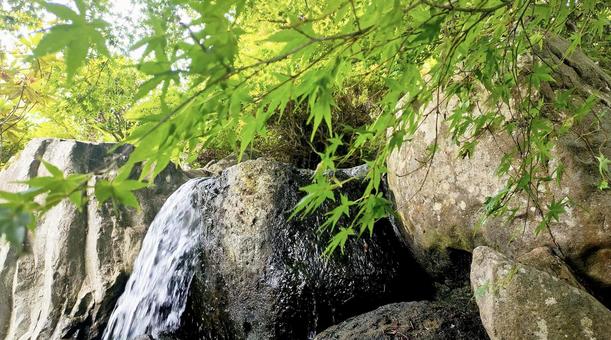 Maple trees and clear stream, JPG