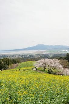 長崎県の白木峰高原に咲く菜の花と桜 長崎県,長崎,桜の写真素材