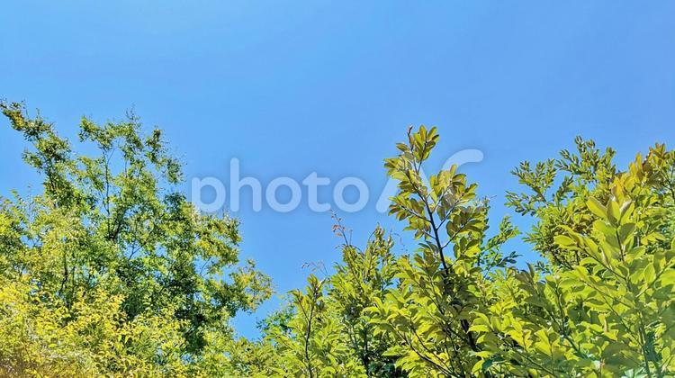 林の緑と青い空 コピースペース,青空,林の写真素材