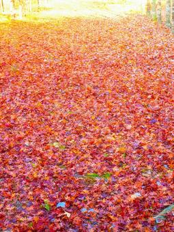 紅葉の絨毯 落ち葉,紅葉,落葉の写真素材