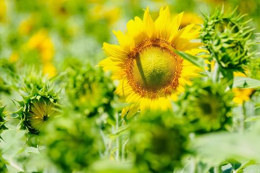 ヒマワリ(36) 夏,花,ヒマワリの写真素材