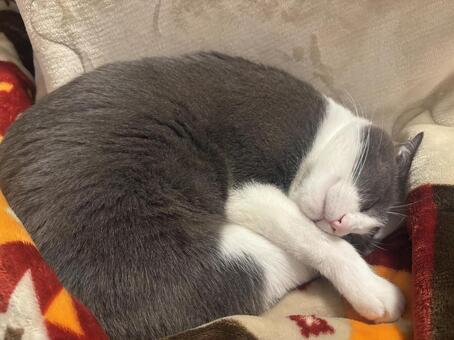 寝るハチワレ猫 ねこ,cat,かわいいの写真素材