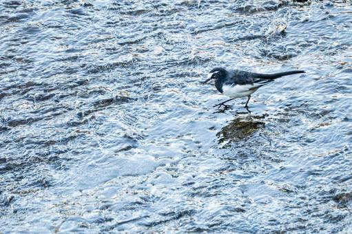 セグロセキレイ⑴ セグロセキレイ⑴ 鳥,セグロセキレイ,野鳥の写真素材