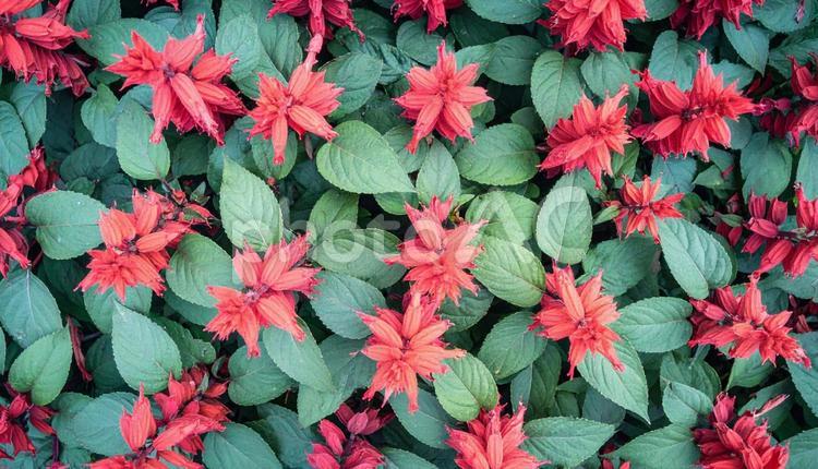 夏から秋の花サルビア　8月　9月　10月 サルビア,花,植物の写真素材