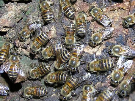 ミツバチの集団の写真