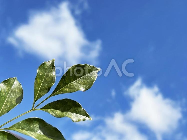 初夏の真っ青な空と新緑 新緑,空,葉っぱの写真素材