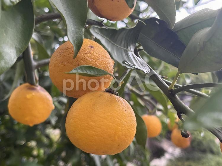柚子の実 果物,フルーツ,冬の写真素材