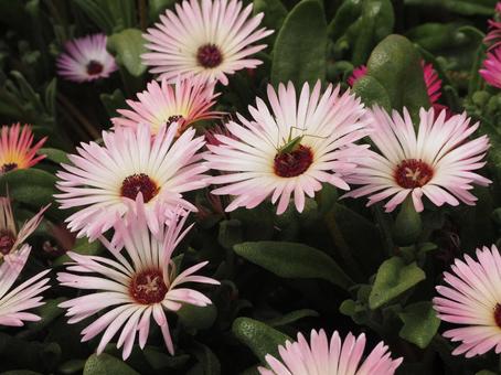 Flowers and grasshoppers, JPG