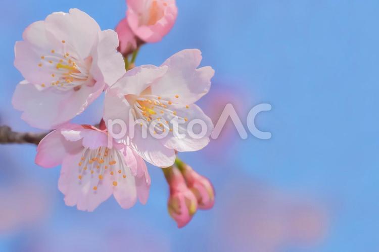 桜の開花イメージ 桜,満開,桃色の写真素材
