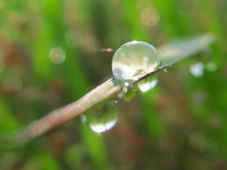 水滴と緑の葉の風景 水滴と緑の葉の風景 水滴,しずく,雨の写真素材