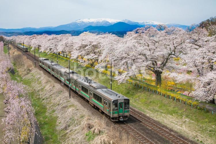 電車と千本桜 柴田町,千本桜,船岡城址の写真素材