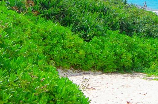 沖縄・背景の写真