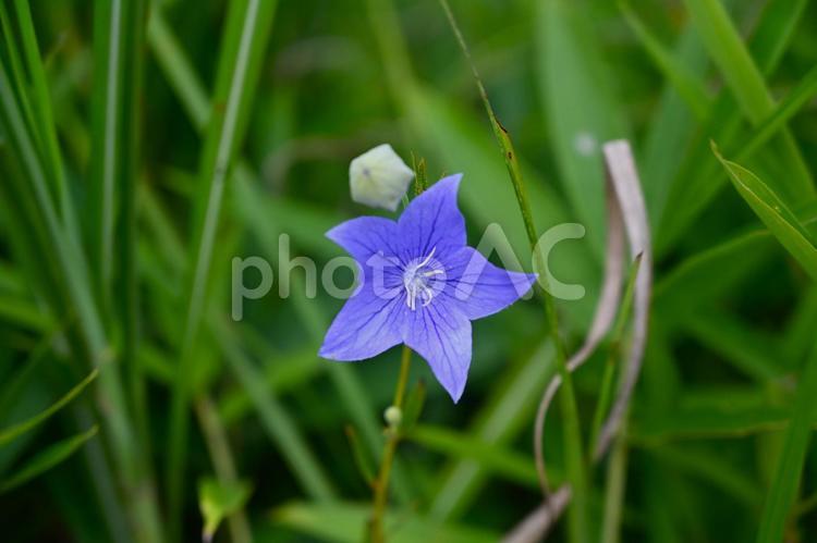 キキョウの花を撮りました 桔梗,季節,山野草の写真素材
