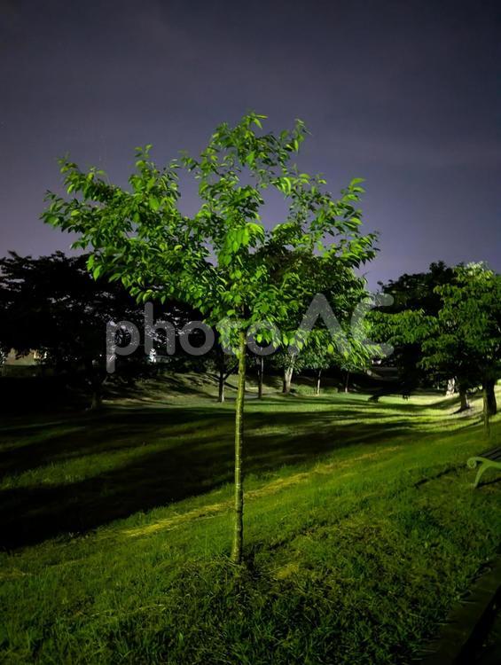 夜の公園と1本の木 夜,公園,夜の公園の写真素材