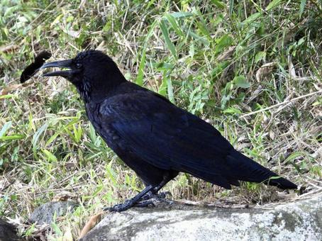 木陰で休むカラス 木陰で休むカラスの写真