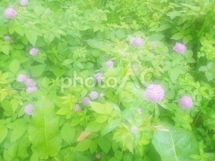 野草（ナツメクサ) 背景,みどり,グリーンの写真素材