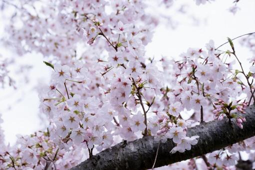 満開の桜の写真