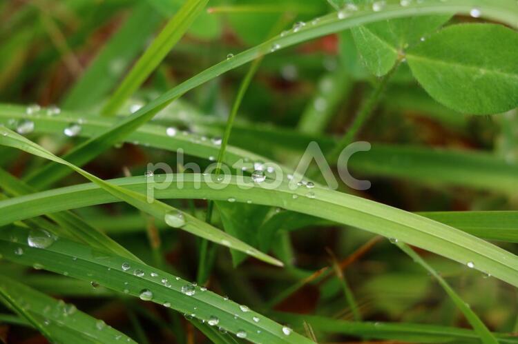 雨上がり、水滴の滴る雑草 雨上がり,水滴,雑草の写真素材