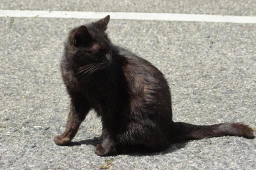 ねこ ねこ のらねこ,にゃんこ,可愛いの写真素材