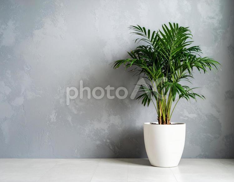 白い鉢植えとグレーの壁の背景2 壁,シンプル,撮影の写真素材