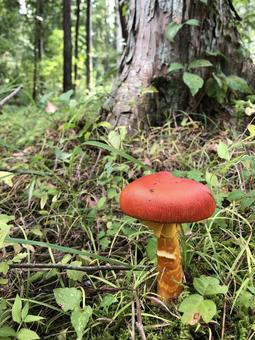 タマゴタケ 02 タマゴタケ 02 卵茸,タマゴタケ,出汁茸の写真素材