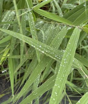 雨上がりの葦 雨上がりの葦 葦,ヨシ,アシの写真素材