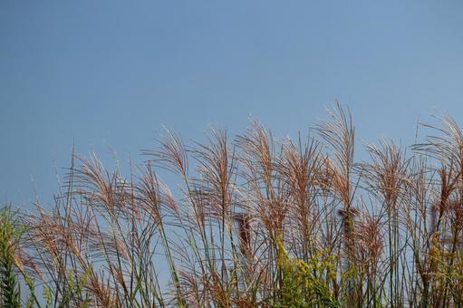 青空とたくさんの穂の出たすすきの風景 青空,たくさん,穂の写真素材
