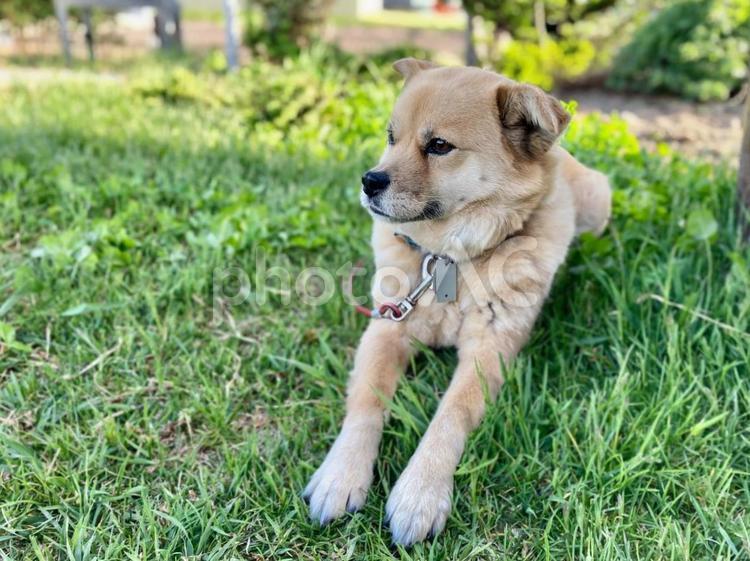 草の上に伏せをしている犬 犬,雑種,伏せの写真素材