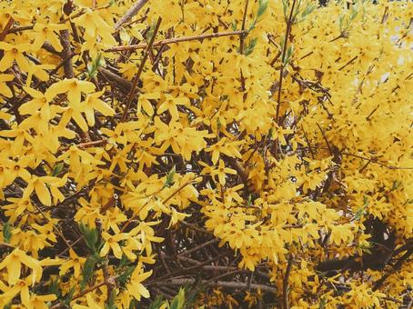 レンギョウ レンギョウ 花,植物,自然の写真素材
