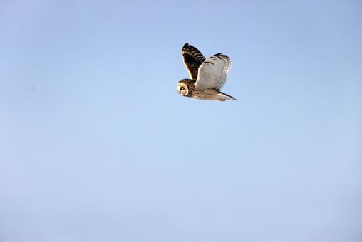 コミミズク コミミズクの写真
