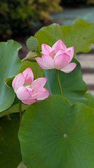 ピンクの蓮の花 花,自然,ハスの写真素材