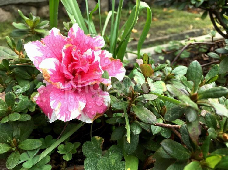 「雨に濡れる。」 低木,何人もありません,公園の写真素材